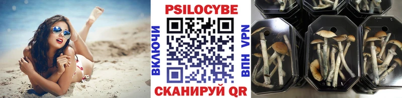 ОМГ ОМГ ТОР Багратионовск Галлюциногенные грибы Psilocybine cubensis как найти закладки